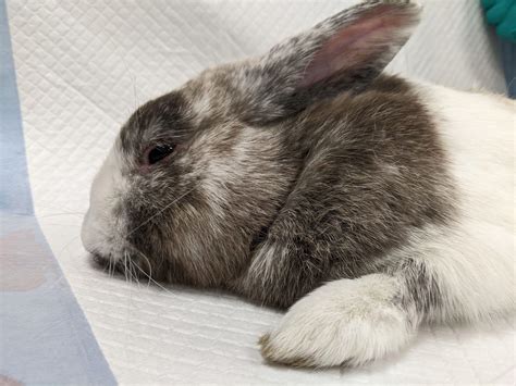 Mysterious virus wipes out rabbits at East Bay petting zoo